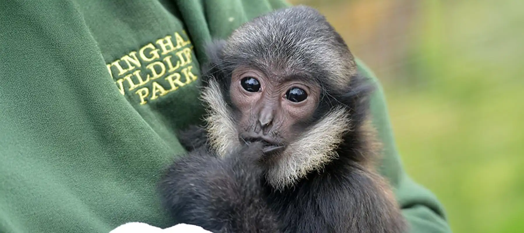 A small monkey being comforted in the arms of a Zoo keeper