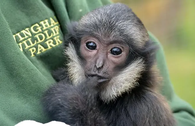 wingham_wildlife_park.webp